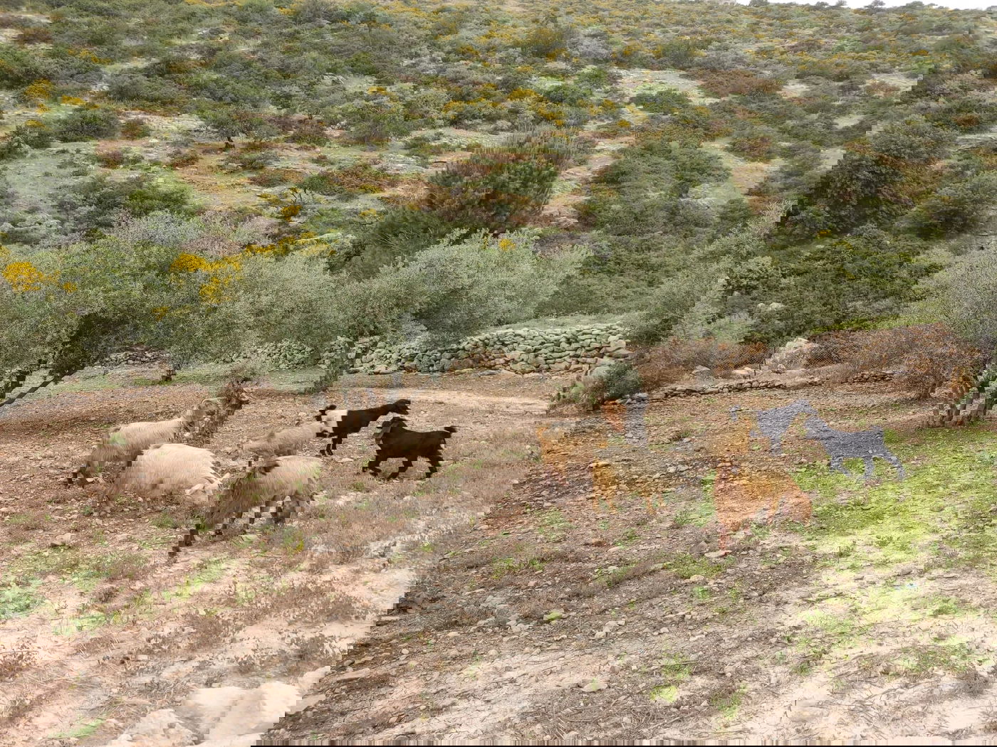 חם ויבש מהרגיל לעונה 