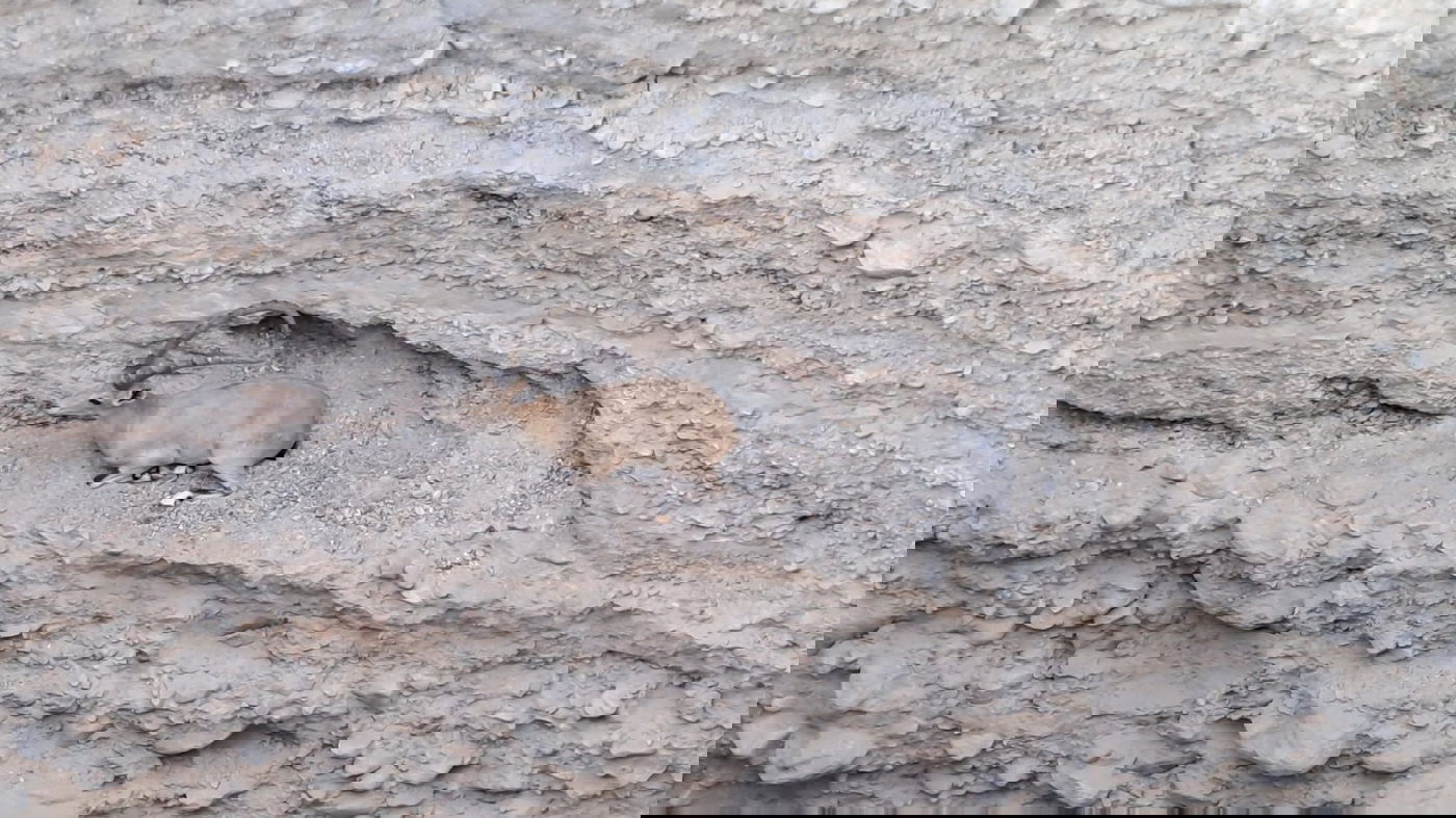 מאמצי החילוץ