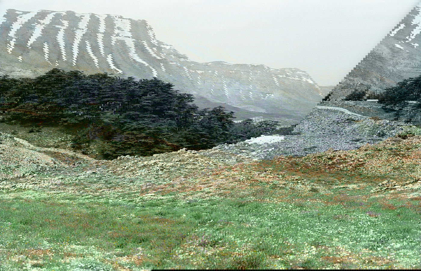 יער ארזי הא-ל