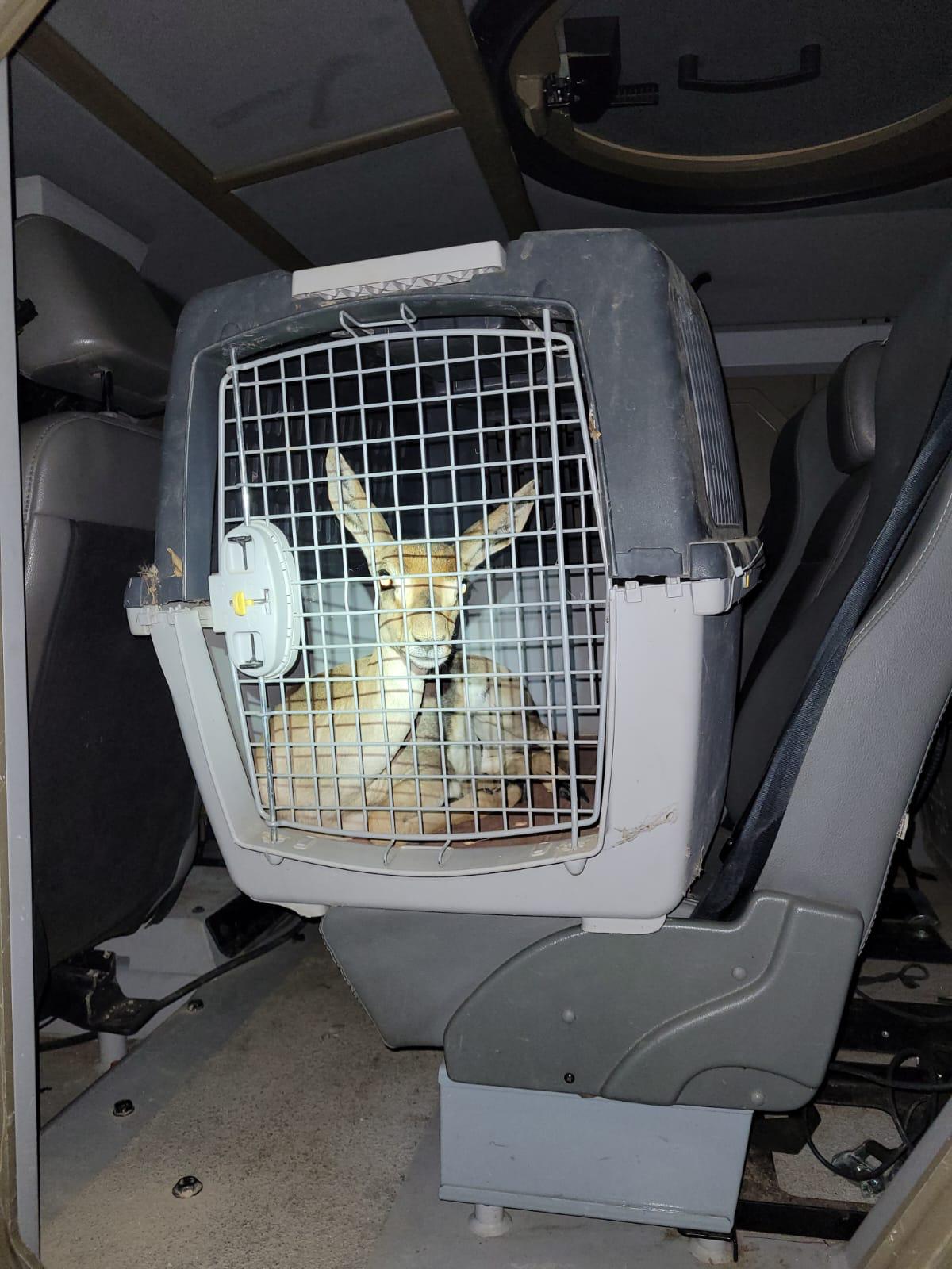 הצבאים שחולצו