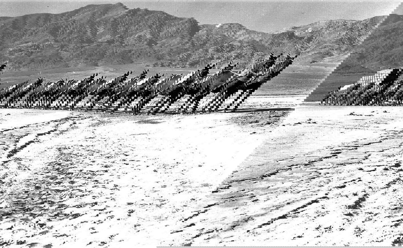 'פרדות' בעמק המוות, קליפורניה