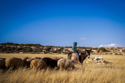 רועה צאן ביו"ש, אתמול