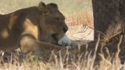 החום הכבד בספארי | זה מה שהכינו המטפלים כדי לצנן את האריה • צפו