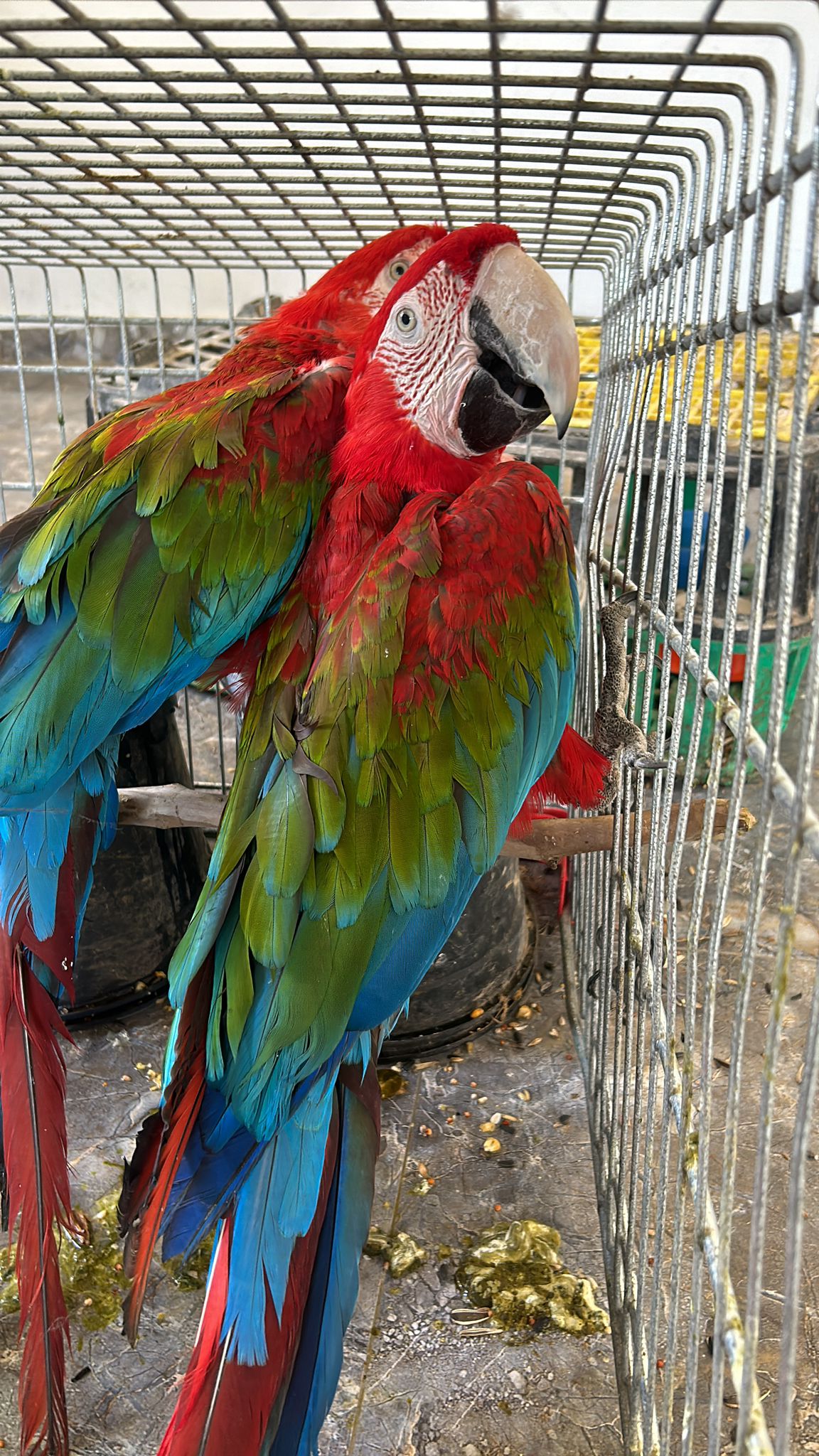 חוליה שגנבה ציפורים יקרי ערך - נתפסה