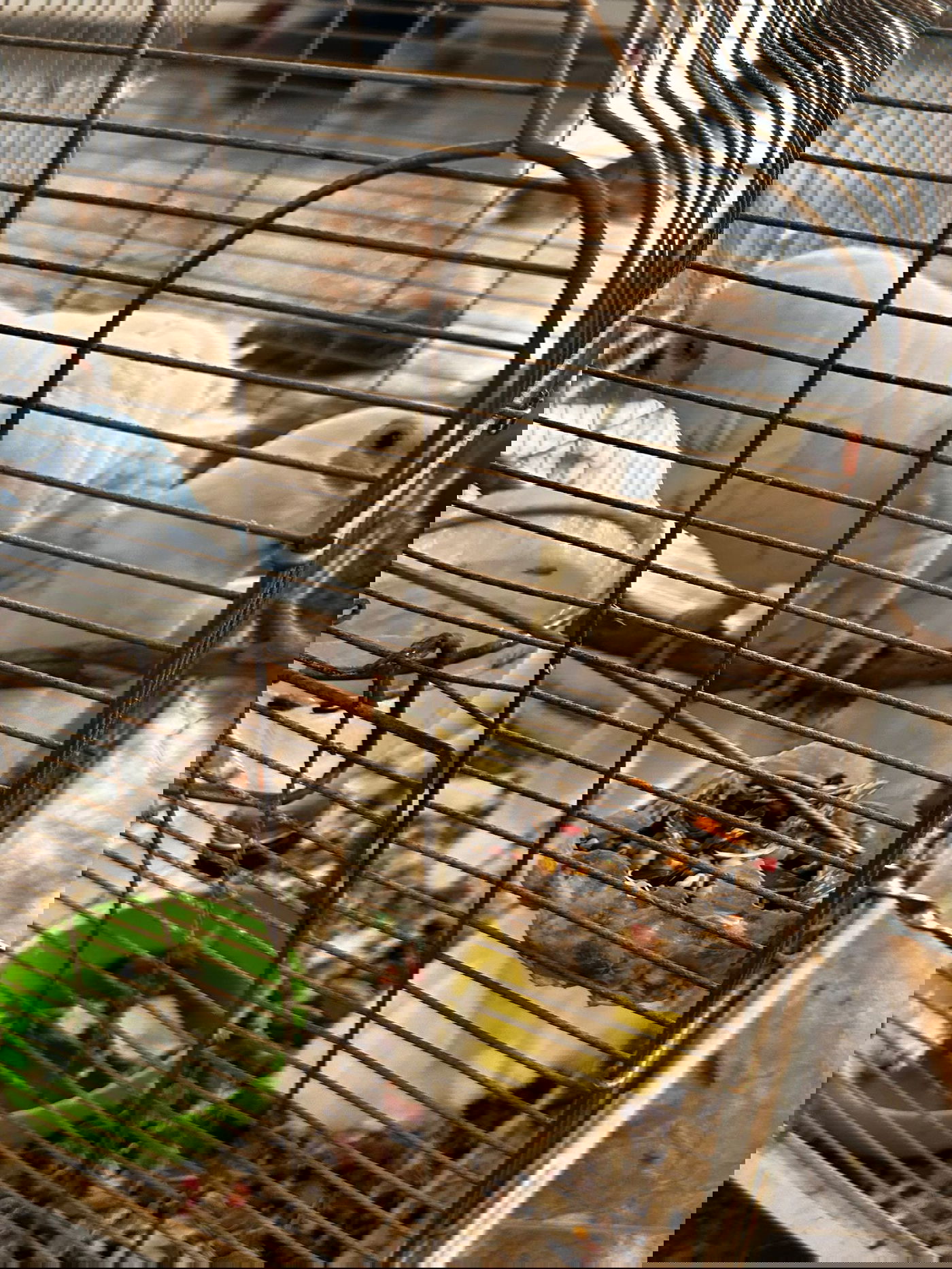 חוליה שגנבה ציפורים יקרי ערך - נתפסה