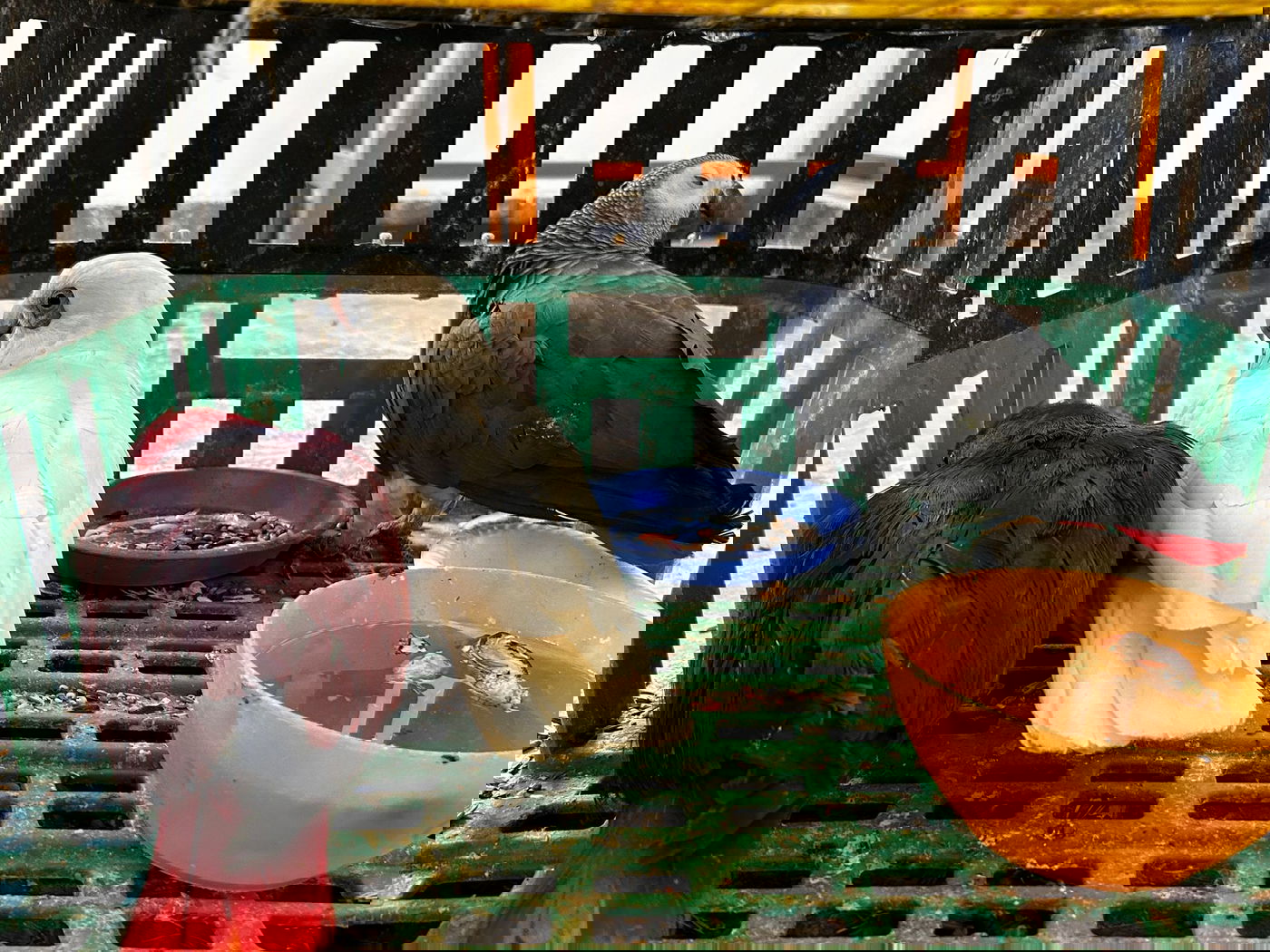 חוליה שגנבה ציפורים יקרי ערך - נתפסה