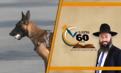 האם מותר לשקר ולשים שלט "כלב בחצר"? • צפו 