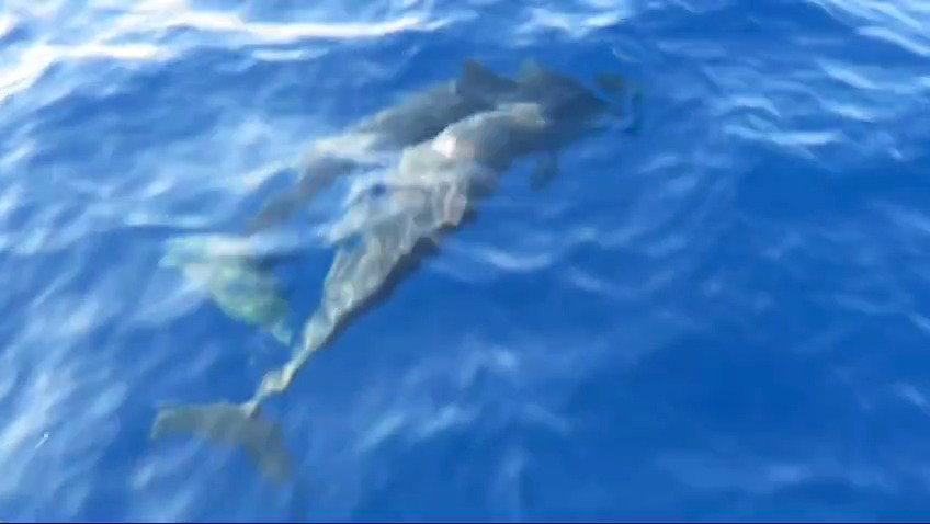 אמא וגור בסמוך לחוף עתלית 