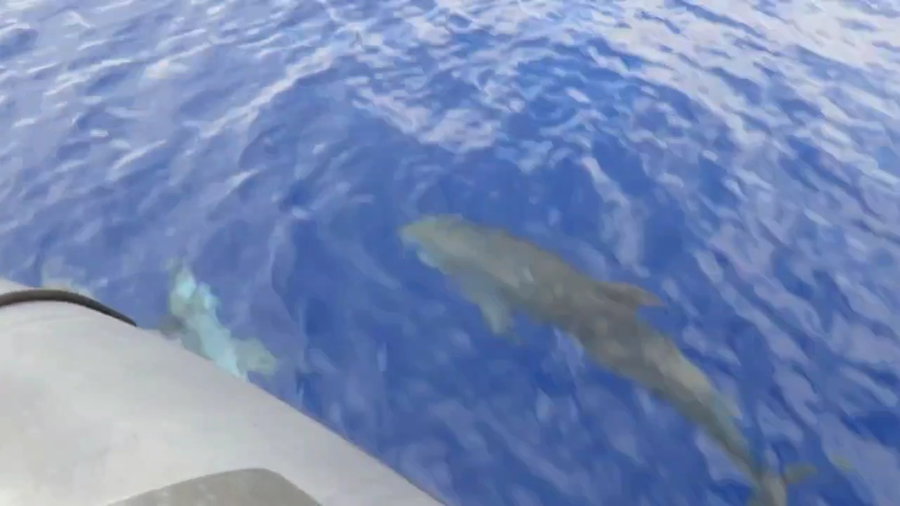 דולפינים בסמוך לחוף בקיסריה 