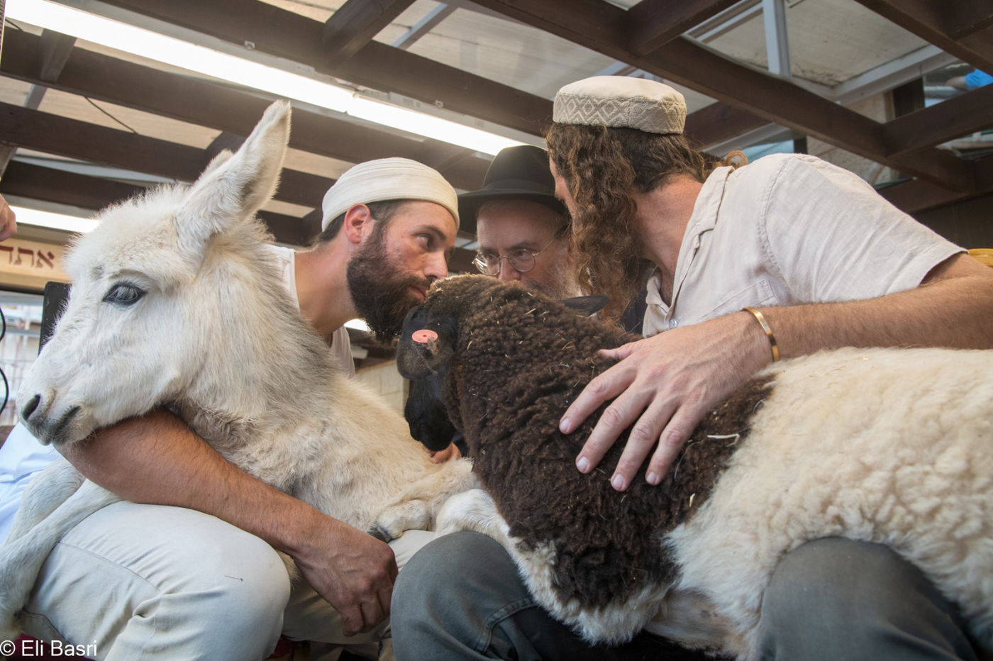 תיעוד ססגוני מהמצווה הנדירה: כך פדו את החמור בירושלים