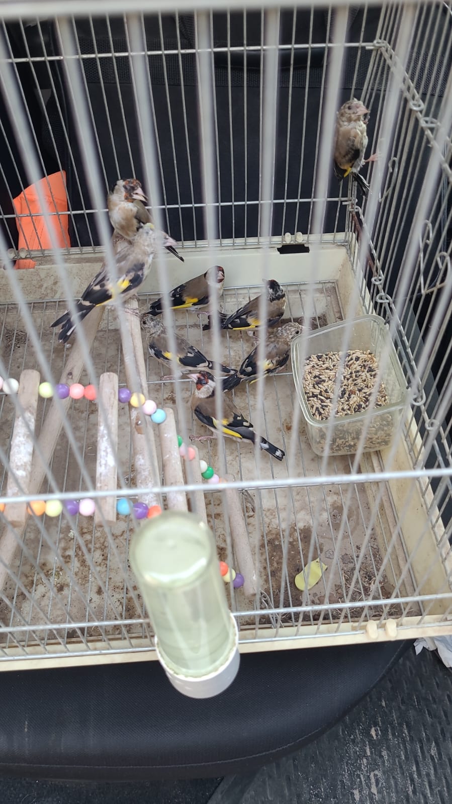 צד 8 ציפורים מזן "חוחית" למטרות סחר - ועוכב לחקירה