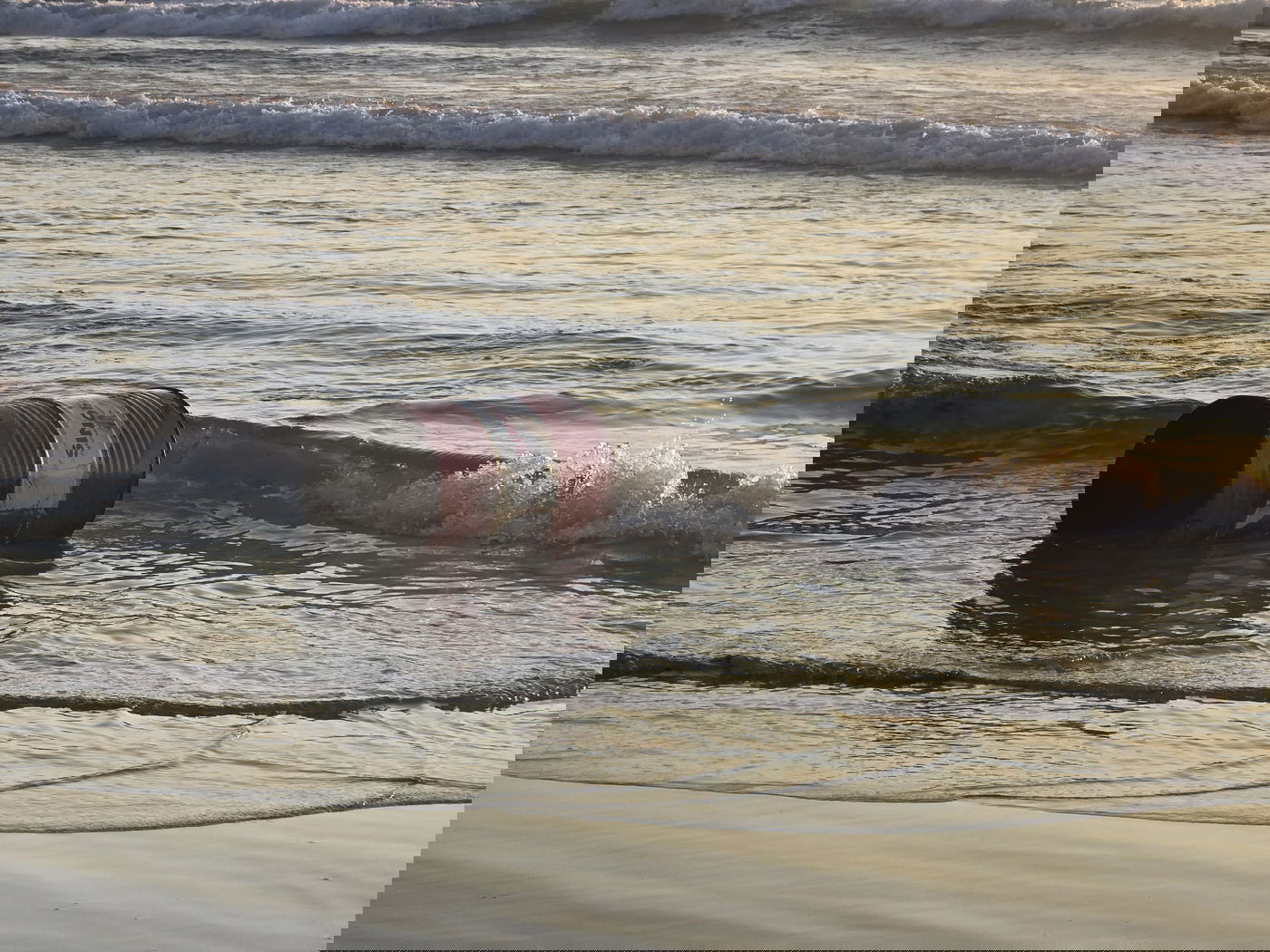 חבית הנפט בחוף אשדוד