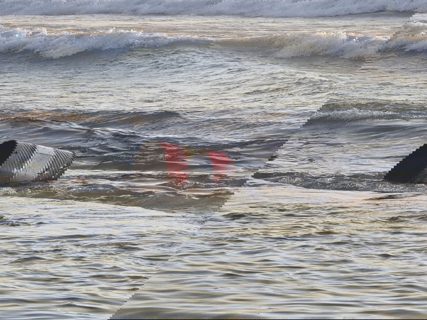 חבית הנפט בחוף אשדוד