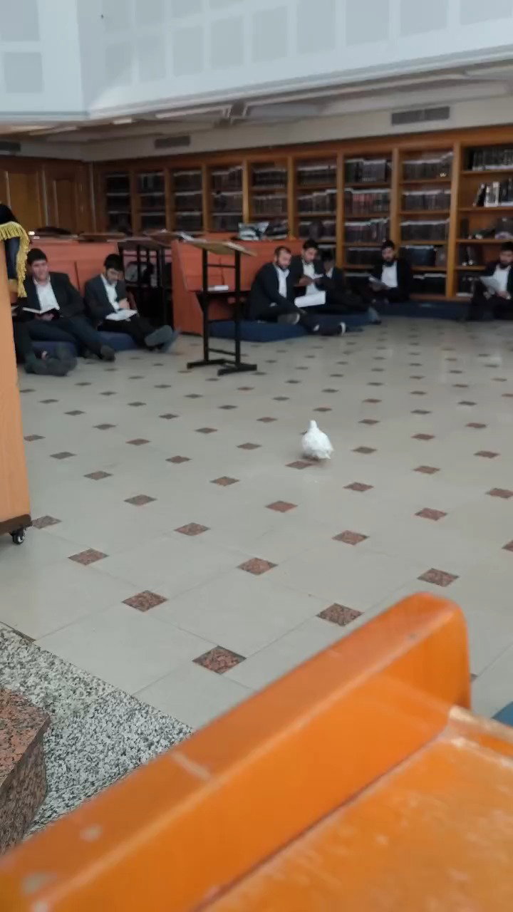 צפו • היונה הלבנה בהיכל ישיבת בנין אב בבוקר תשעה באב