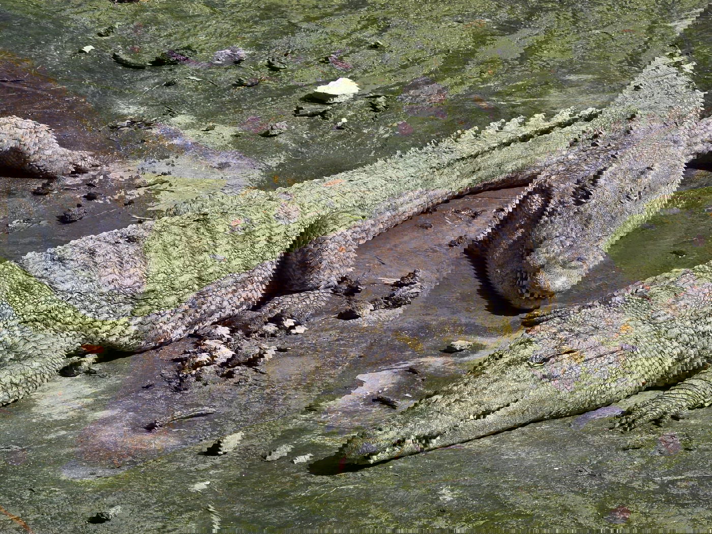 המאבטח משחזר: "שני תנינים תקפו אותו, יריתי 7 כדורים"