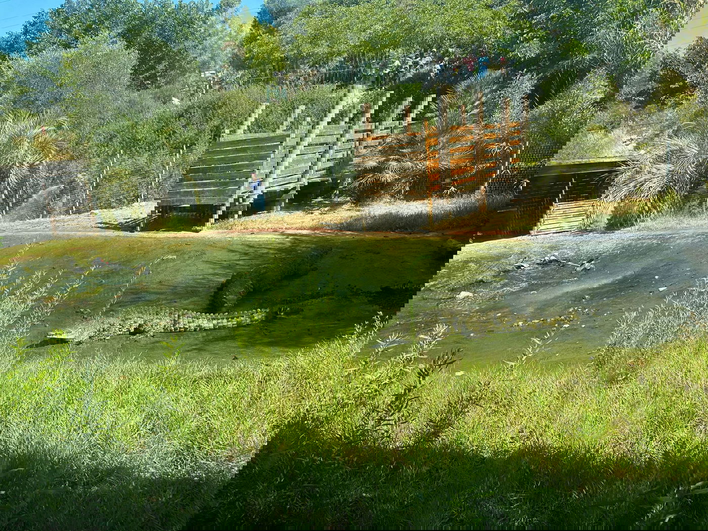 המאבטח משחזר: "שני תנינים תקפו אותו, יריתי 7 כדורים"