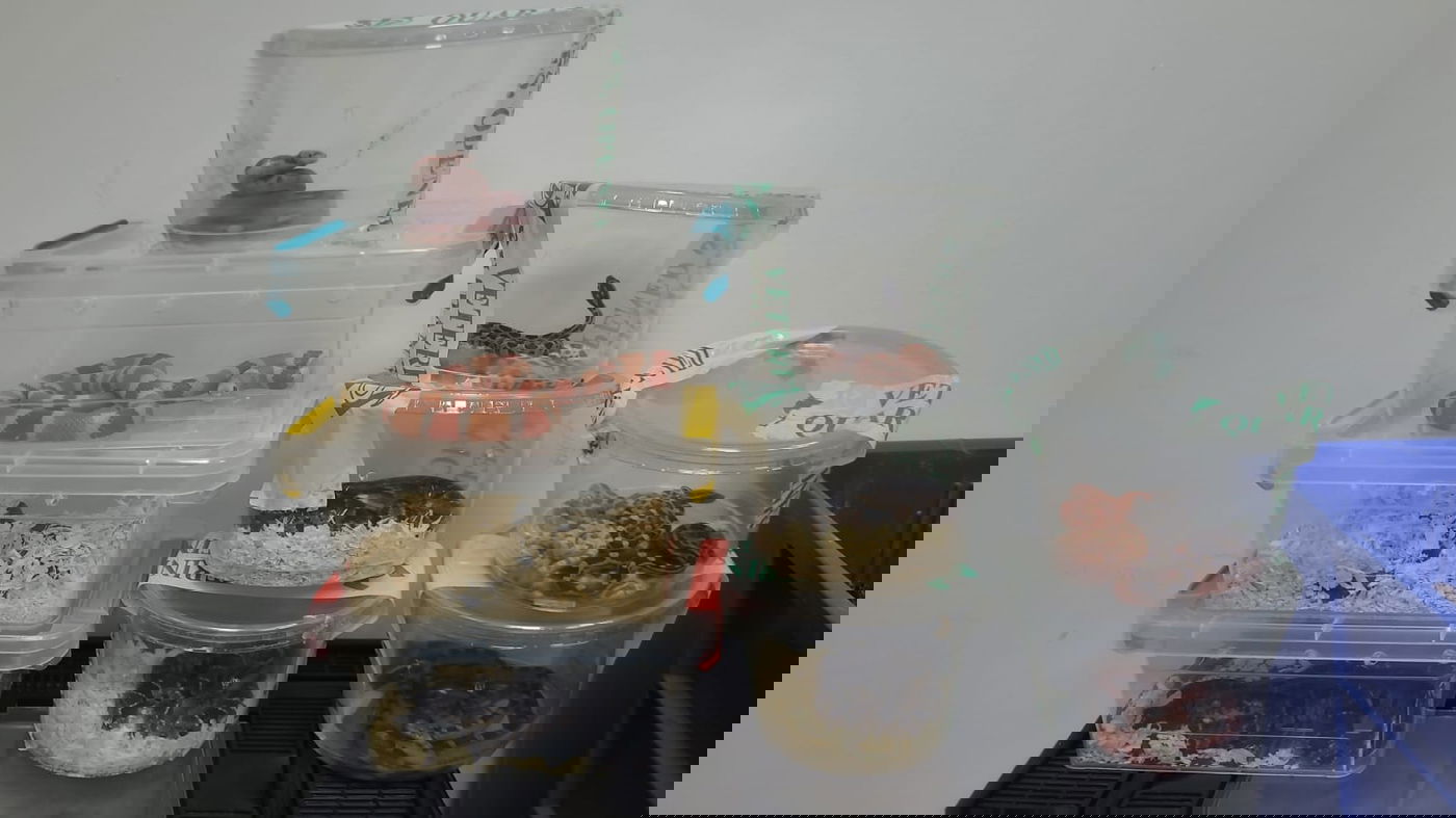 התפיסה של רט"ג