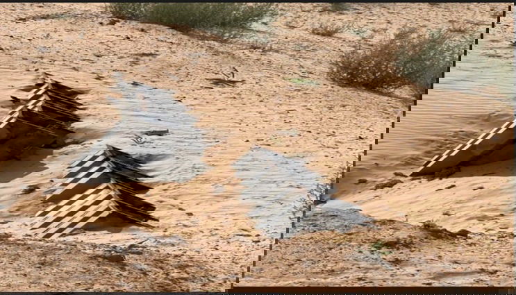 תמונה של המשגרים שאיתרו כוחות גדוד שקד