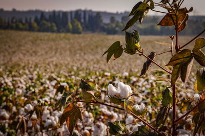 שדה כותנה ליד משמר דוד