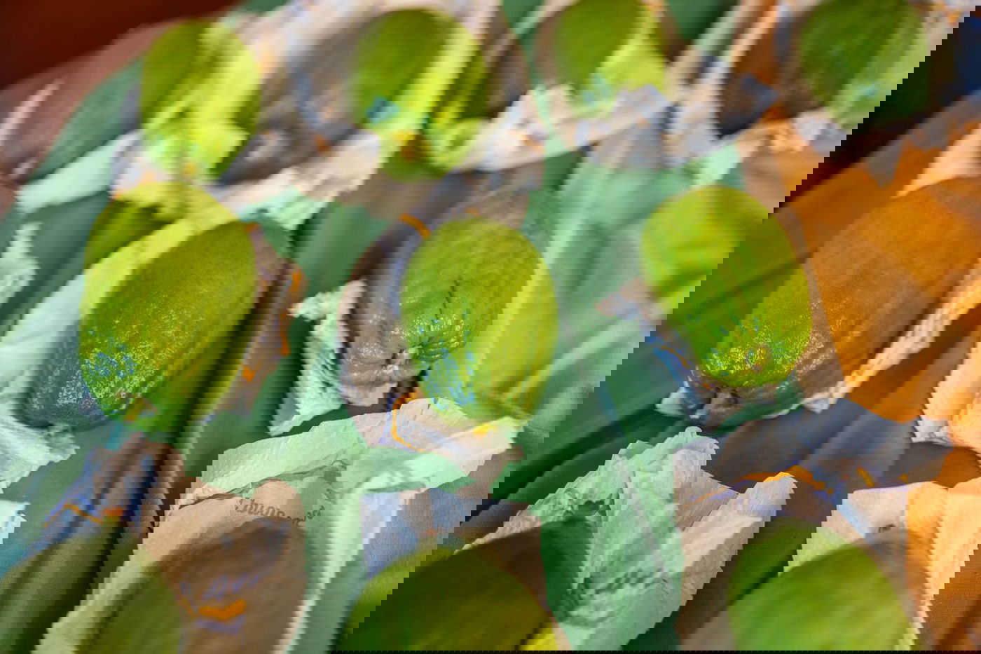 מהצפון המופגז - לאוקראינה: הך הועברו אלפי סטים של ד' מינים תחת אש