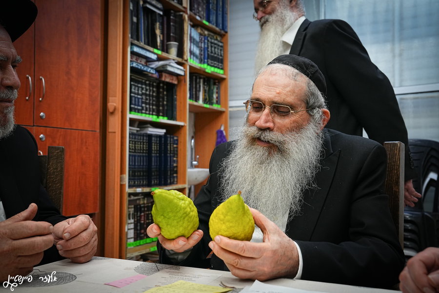 הגאון רבי שרגא שטיינמן בבחירת אתרוג לסוכות