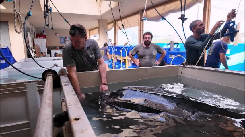 הגעת הצב לחוף | צפו