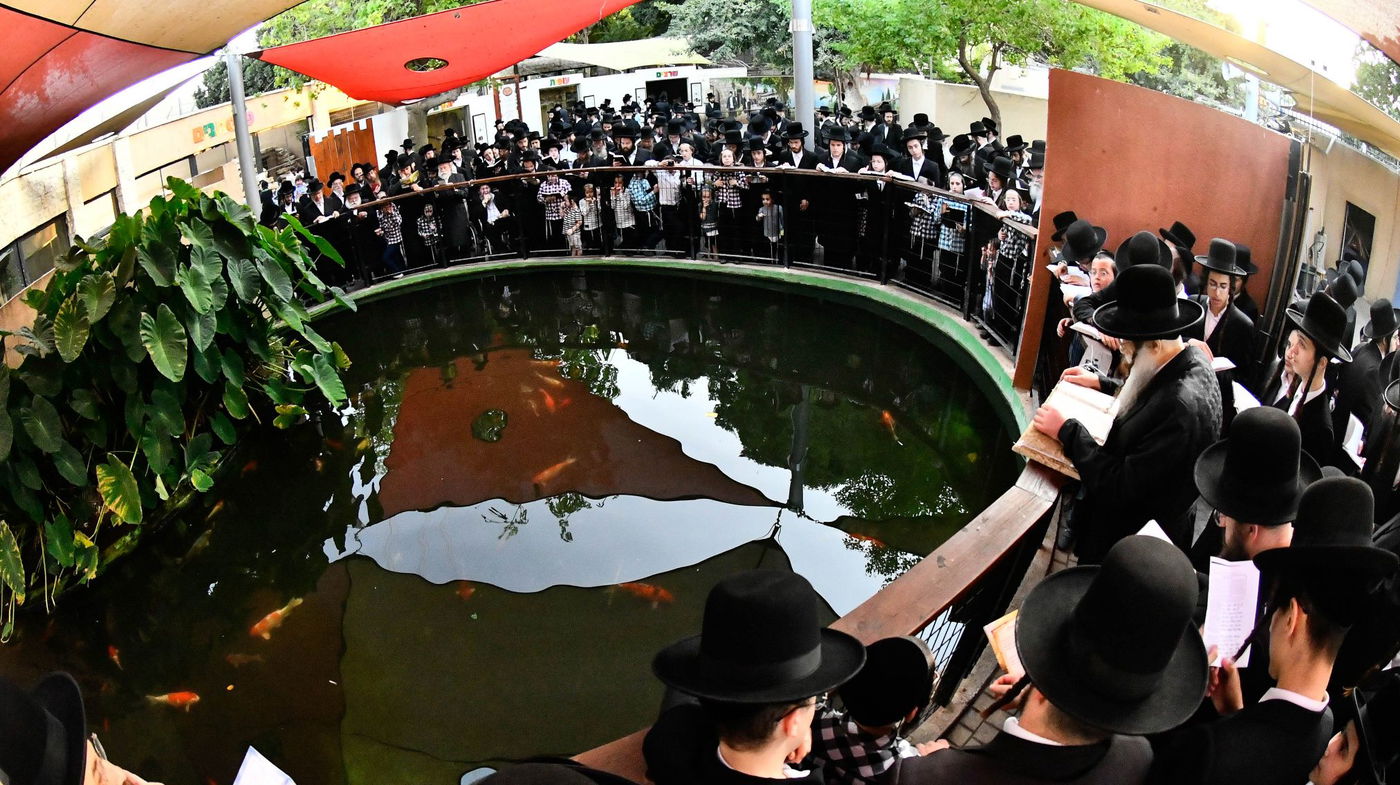 האדמו"ר ממודז'יץ בתשליך