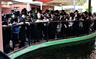 האדמו"ר ממודז'יץ בתשליך