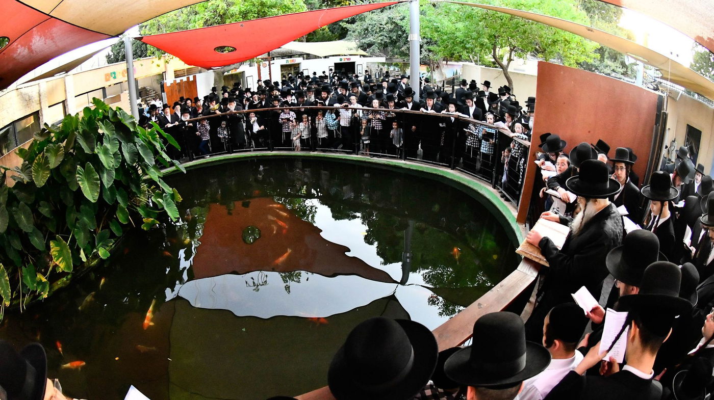 האדמו"ר ממודז'יץ בתשליך