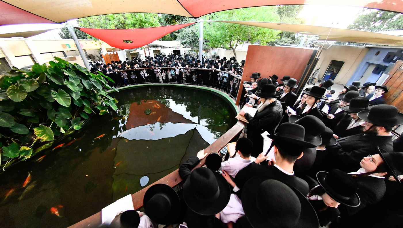 האדמו"ר ממודז'יץ בתשליך