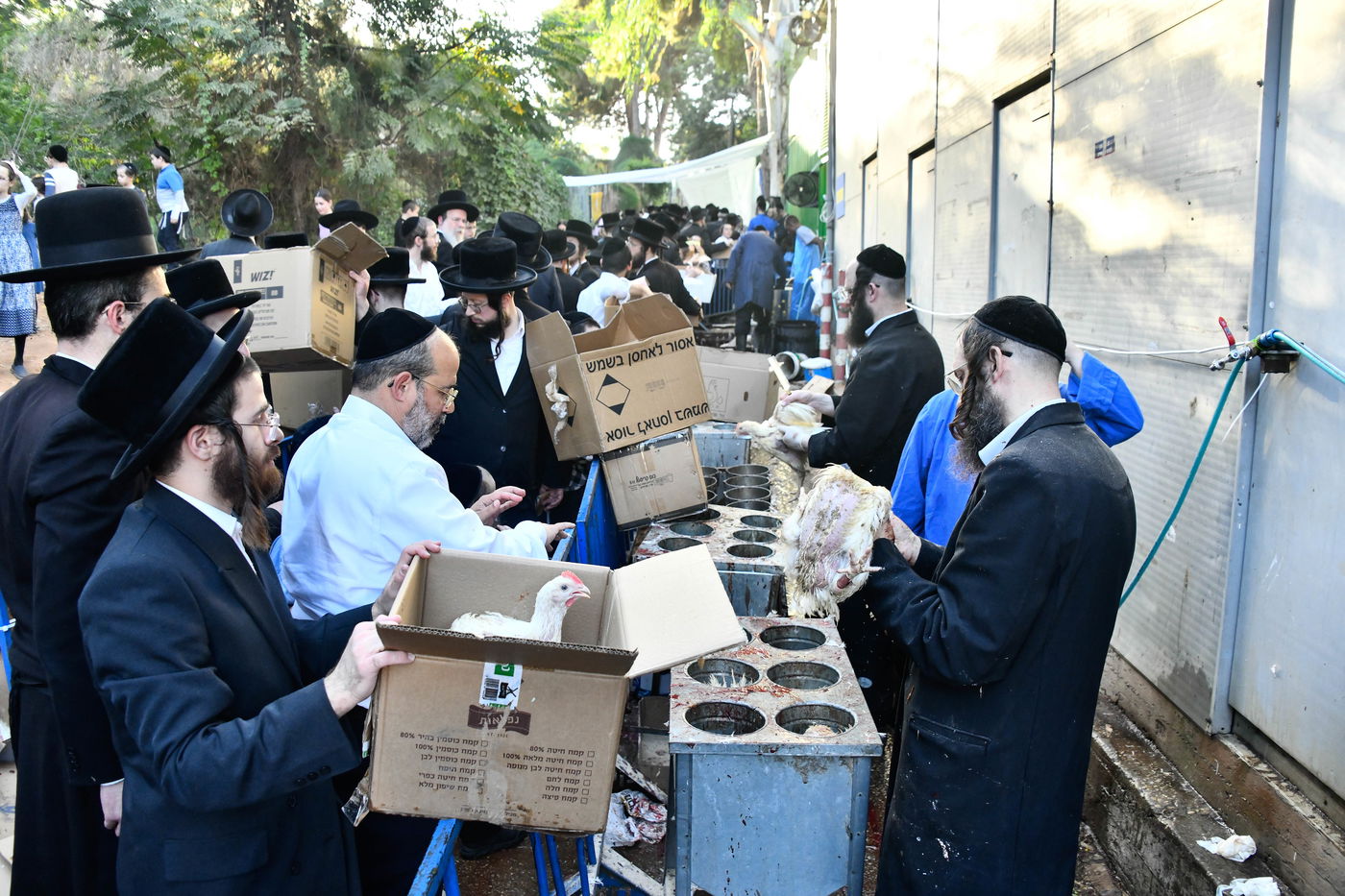 מנהג כפרות בבני ברק 