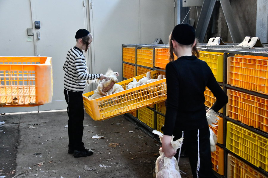 מנהג כפרות בבני ברק
