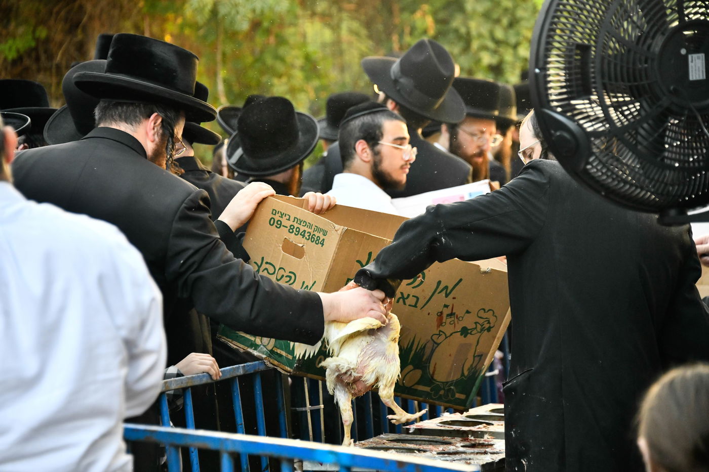 מנהג כפרות בבני ברק 