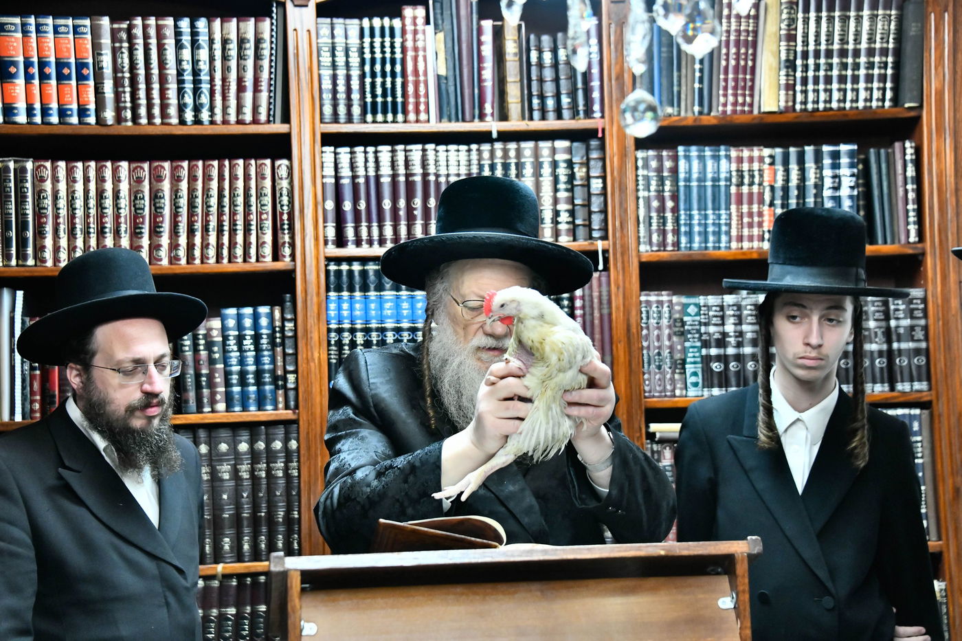 האדמו"ר ממודז'יץ במנהג כפרות