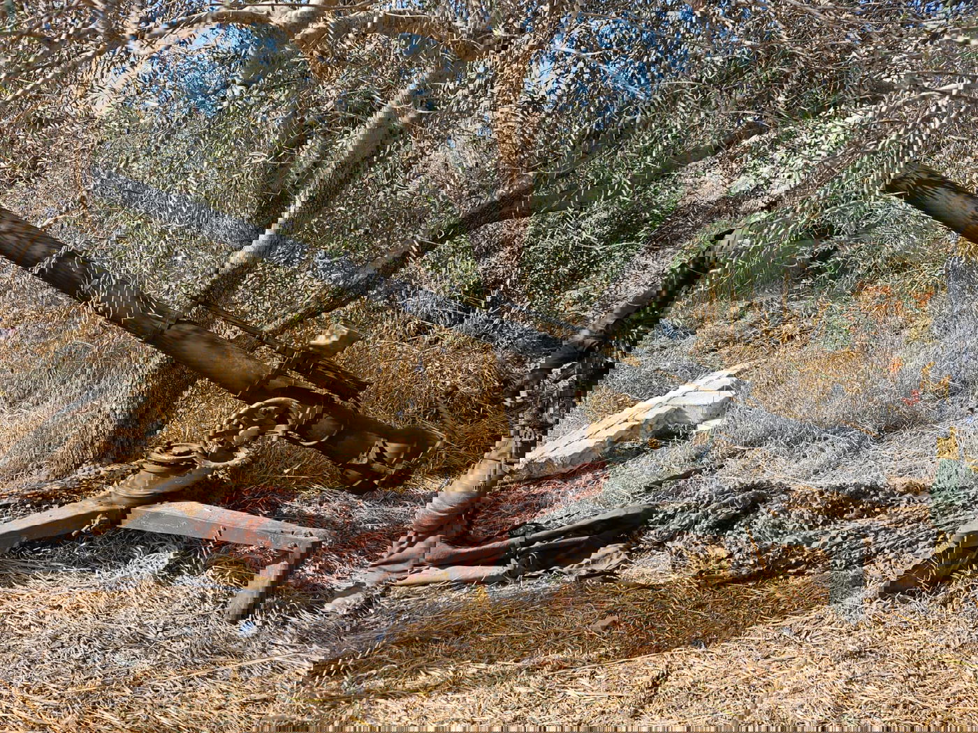 אמל"ח שנתפס