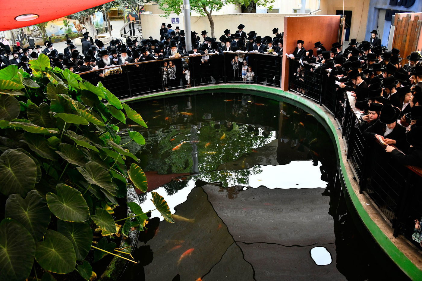 האדמו"ר מנדבורנה בתשליך 