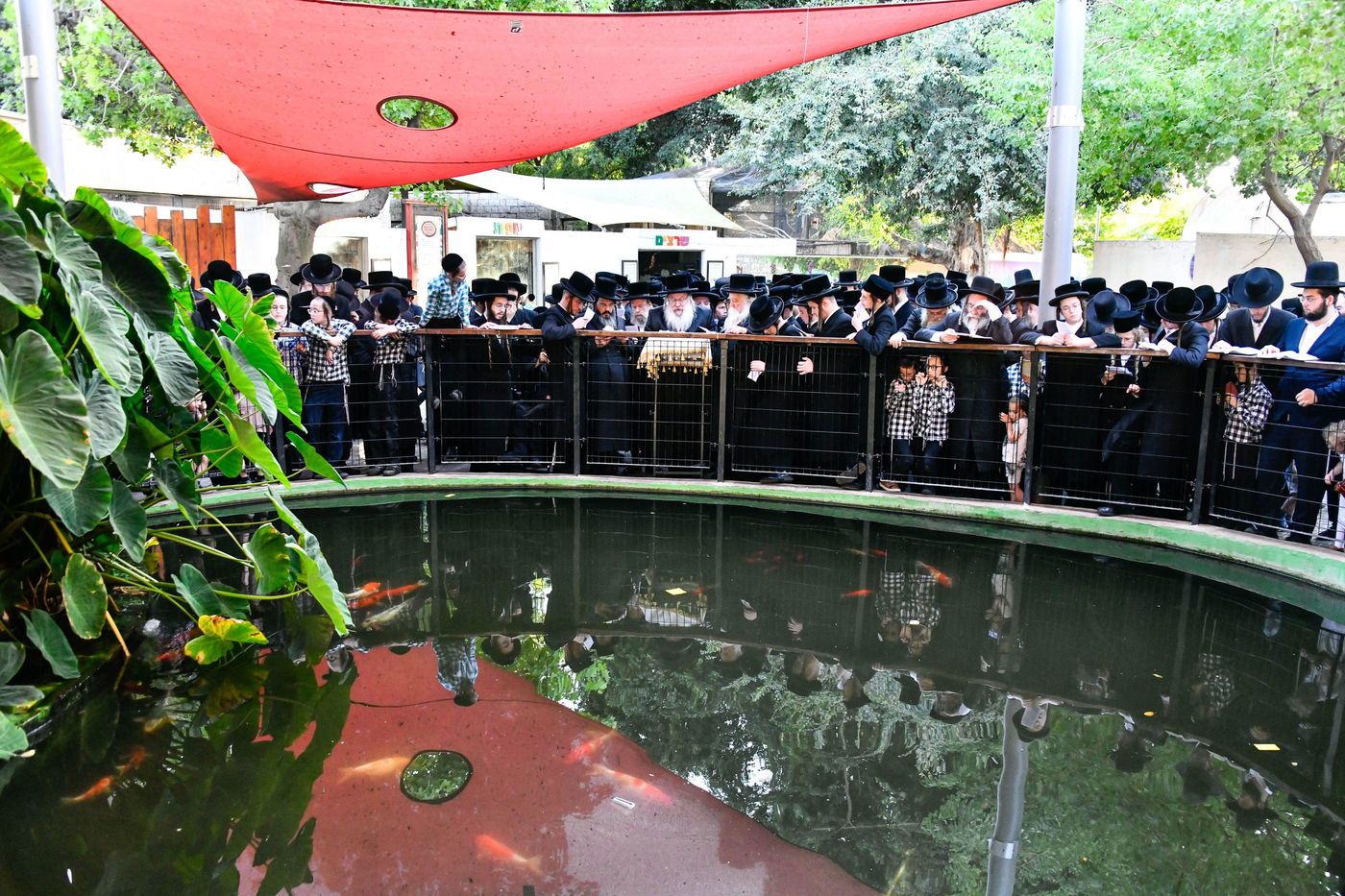 האדמו"ר מנדבורנה בתשליך 