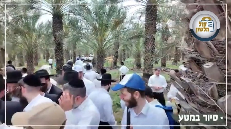 מסע אל לב הלולב: הסיור הצולם במטע הדקלים של קיבוץ טירת צבי