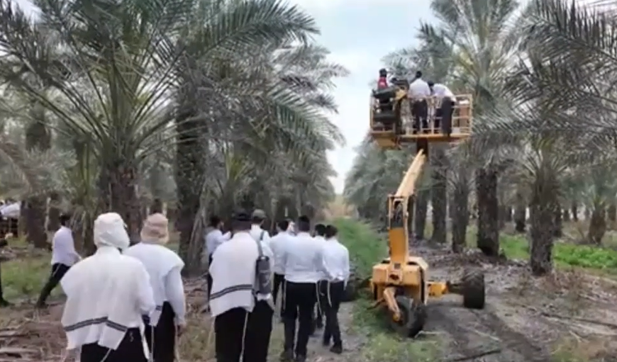איך מגדלים לולב? | מסע מרתק מהשדה ובית האריזה ועד המיון ההלכתי • צפו בסיור המצולם