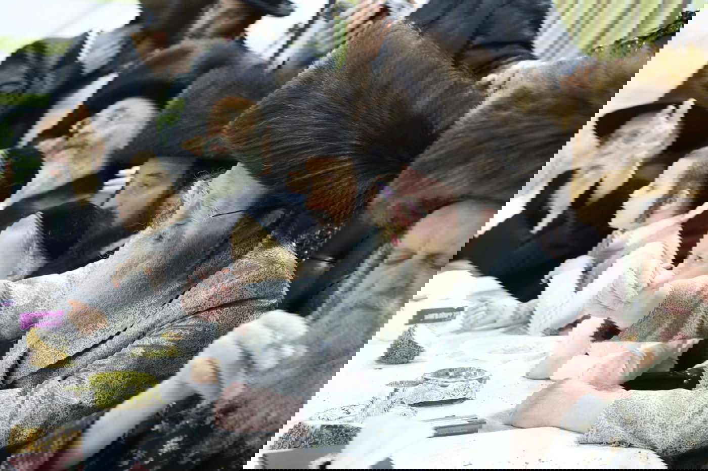 שמחת בית השואבה בחצה"ק טרבישאן 