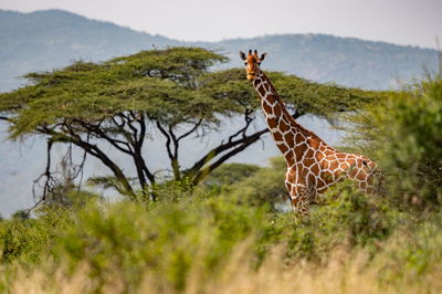 ג'ירף באפריקה