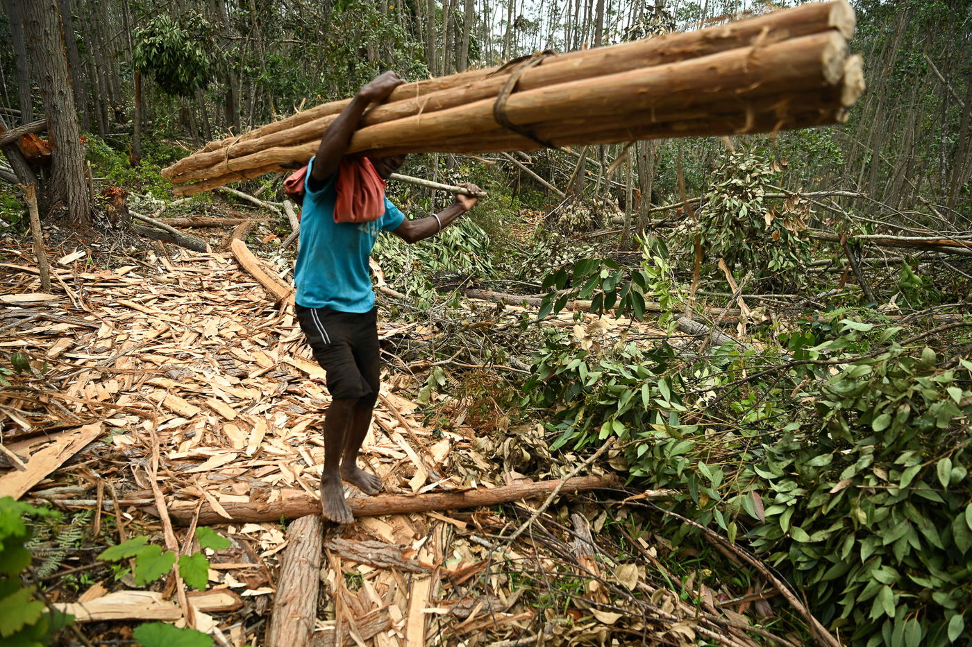 המסע במדגסקר