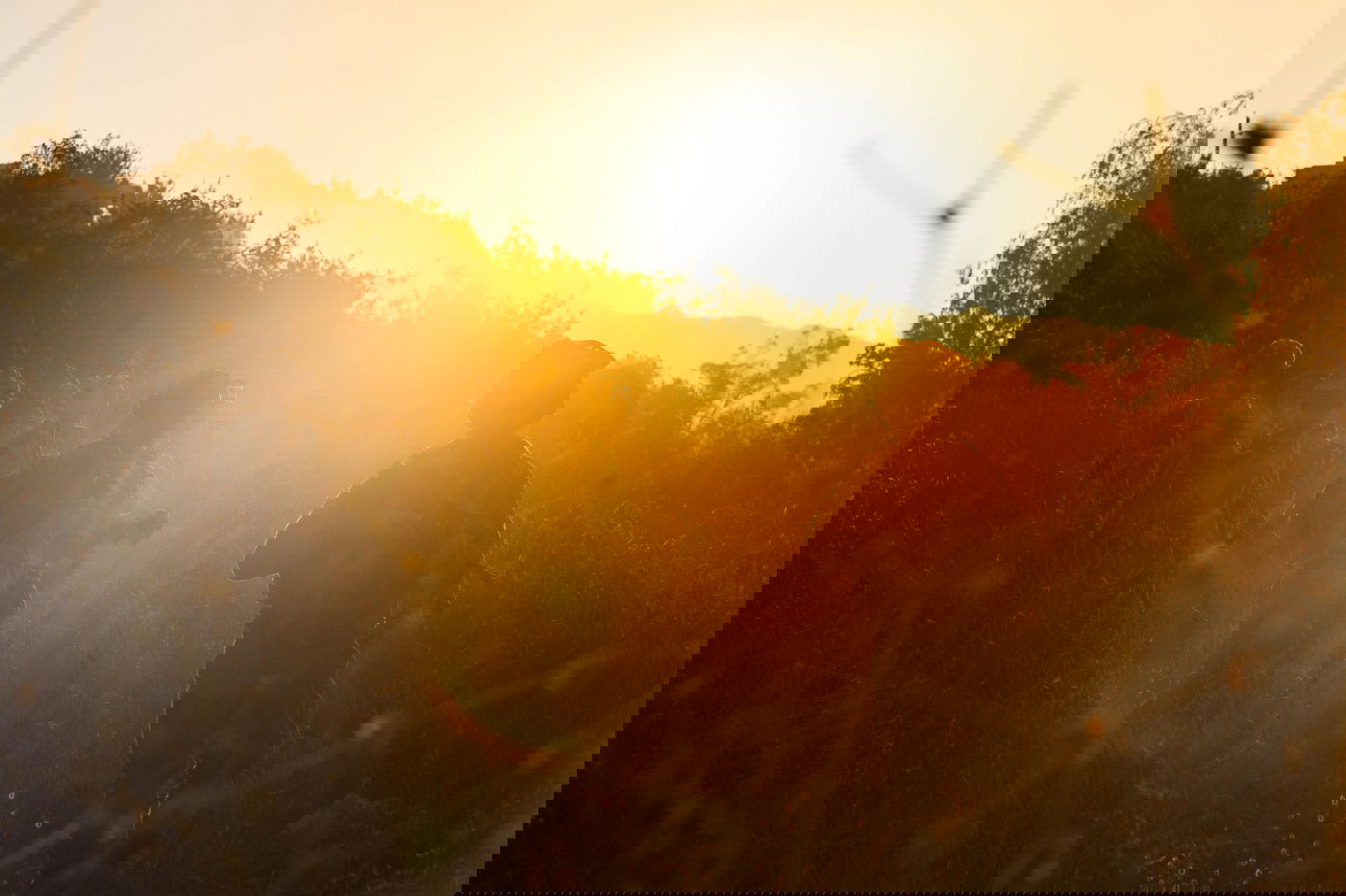 פעילות לוחמי צה"ל בלבנון ועזה