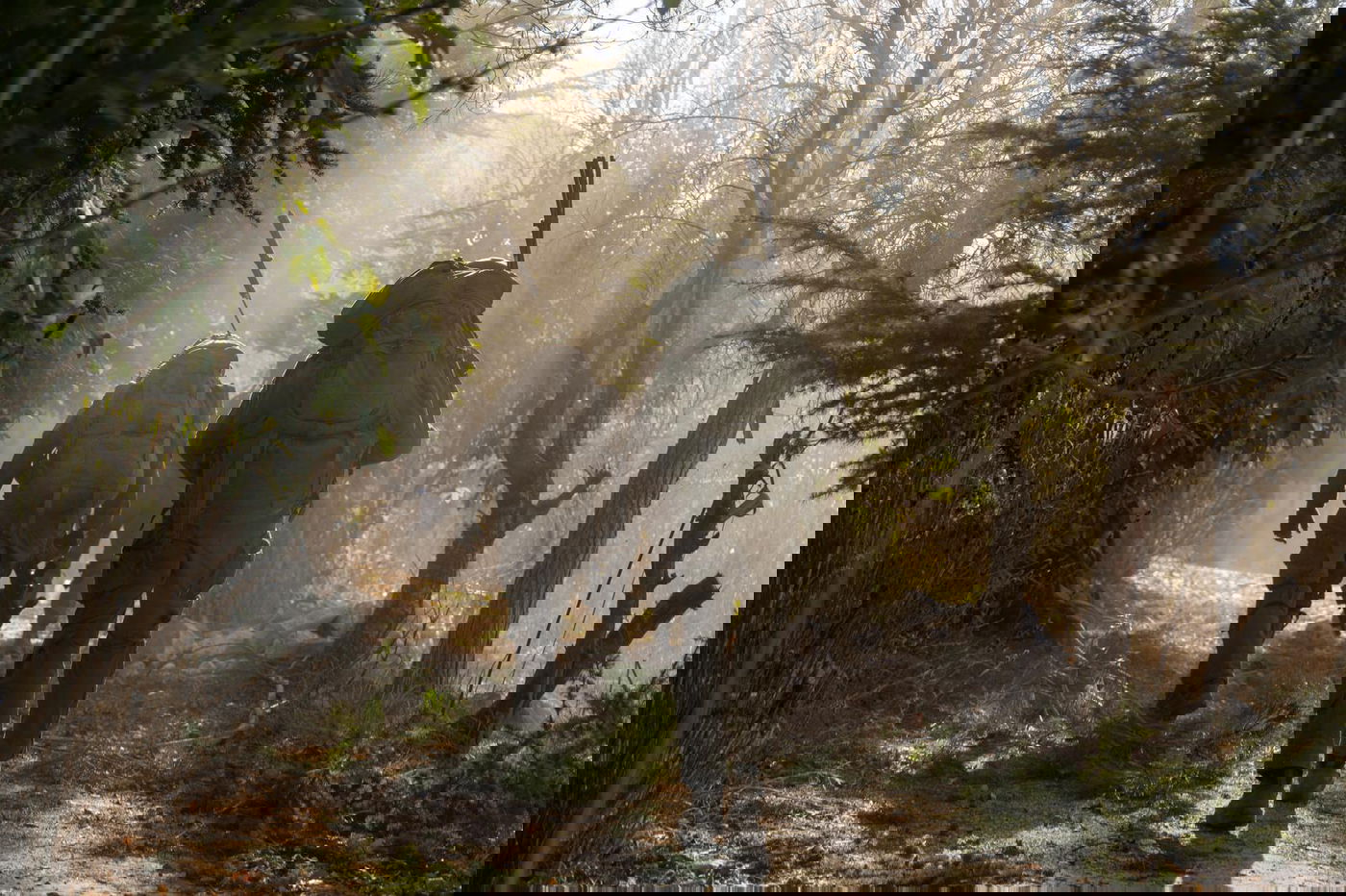 פעילות כוחות צה"ל בדרום לבנון