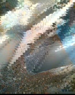 פיר ומשגרים שאותרו