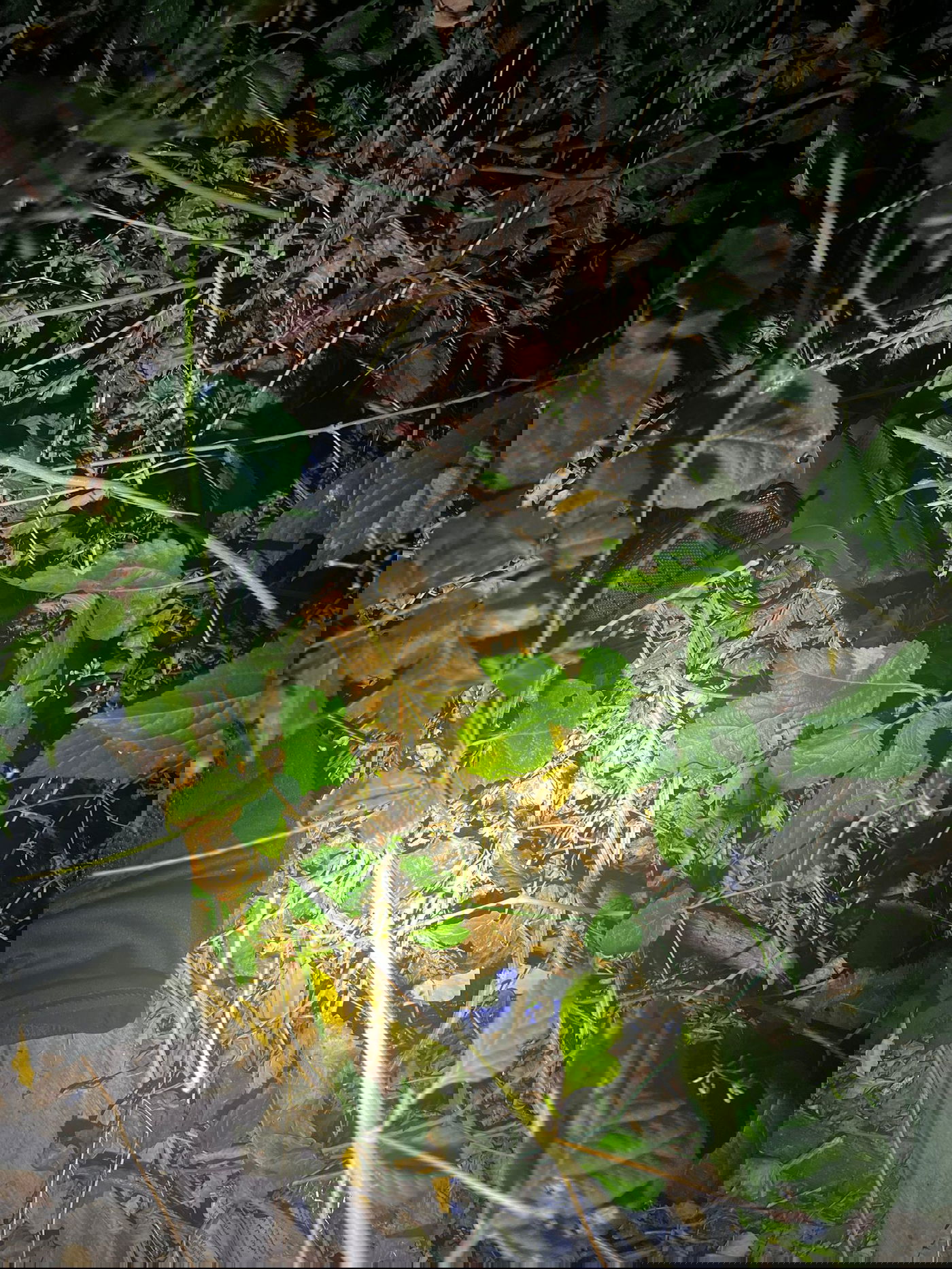 האמל"ח שנתפס