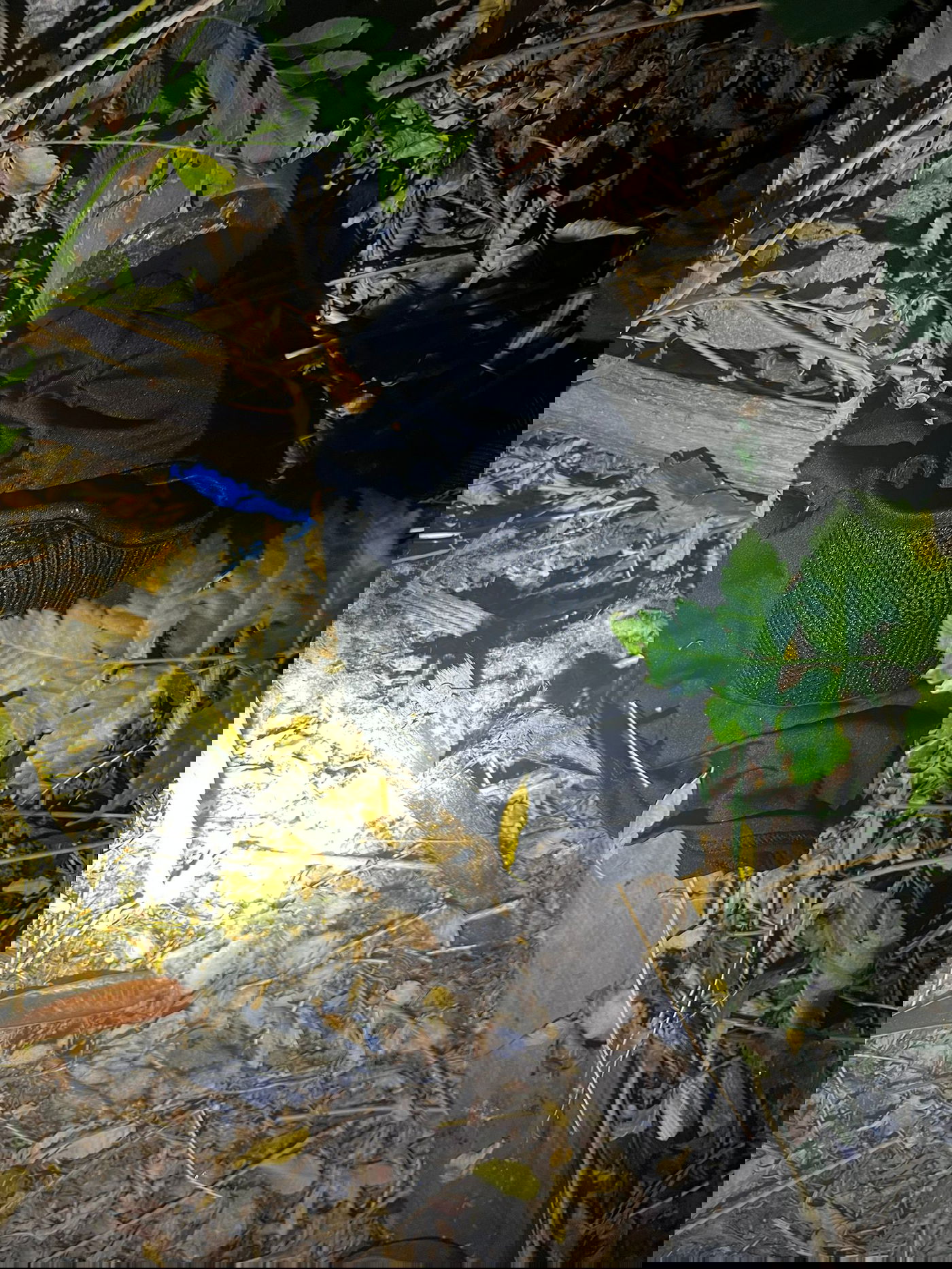 האמל"ח שנתפס