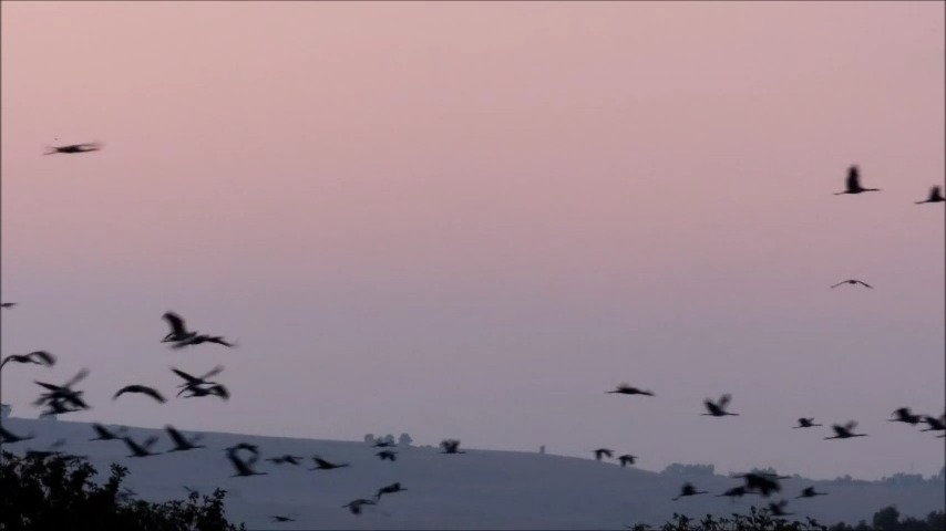 העגורים הבוקר
