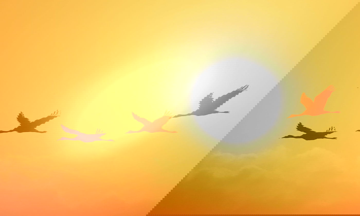 העגורים הבוקר