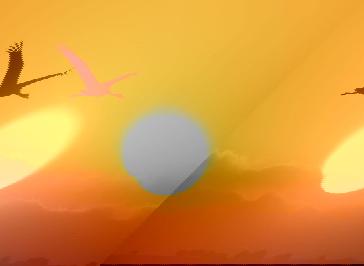 העגורים הבוקר